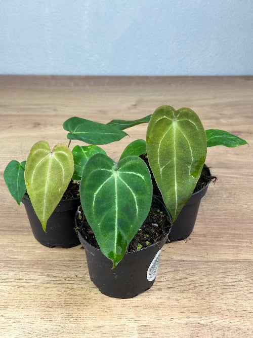 Anthurium Forgetii x NOD Harmony Plants