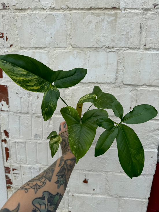 Philodendron Goeldii Variegata