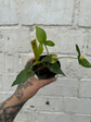 Philodendron Goeldii Variegata