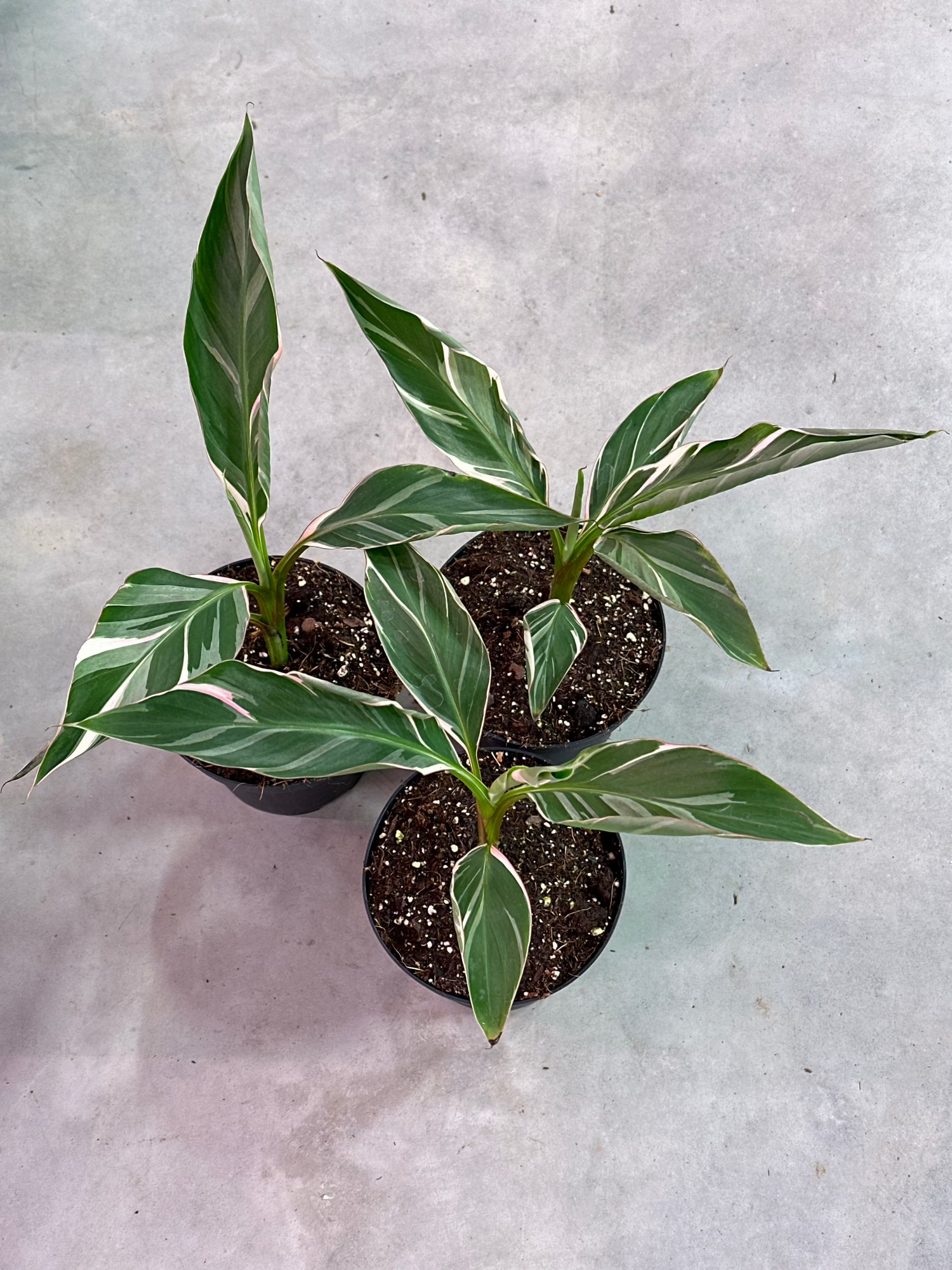 Musa Nono (Pink Variegata) | Harmony Plants Musa Nono (Pink Variegata) | Harmony Plants