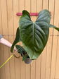 Anthurium Papillilaminum (Ree Gardens) x A. sp. Napo