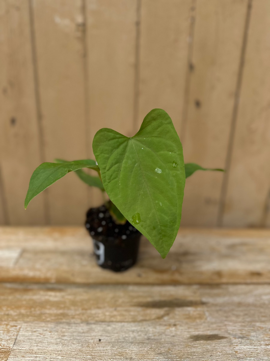 Anthurium Kunayalense