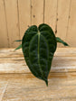 Anthurium Carlablackiae x BVEP Black Velvet Eastern Panama