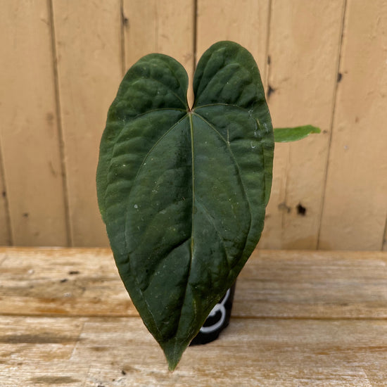Anthurium Dressleri &