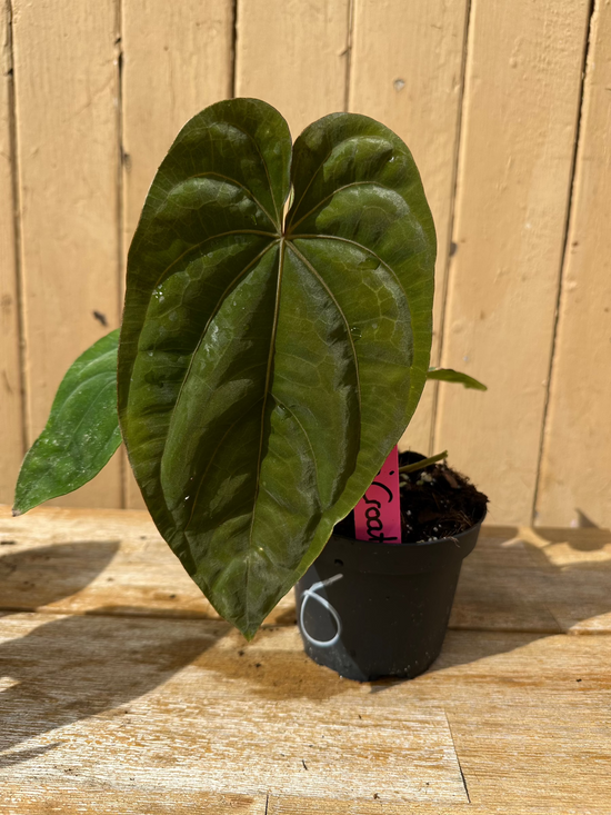 Anthurium Dressleri Croat No.6