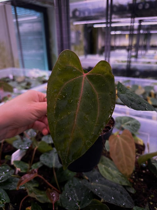 Anthurium Papillilaminum ( Ree Garden) x Besseae aff. No.22