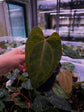 Anthurium Papillilaminum ( Ree Garden) x Besseae aff. No.22