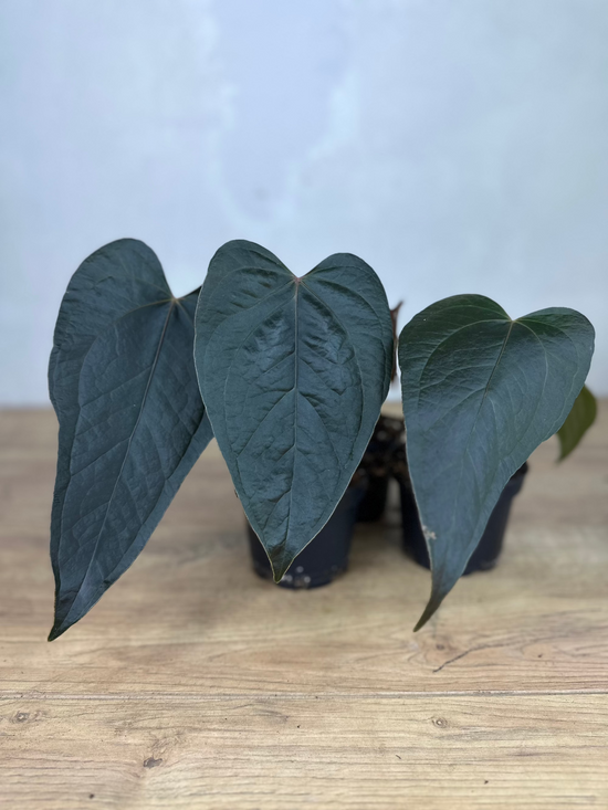 Anthurium Queen Of Hearts