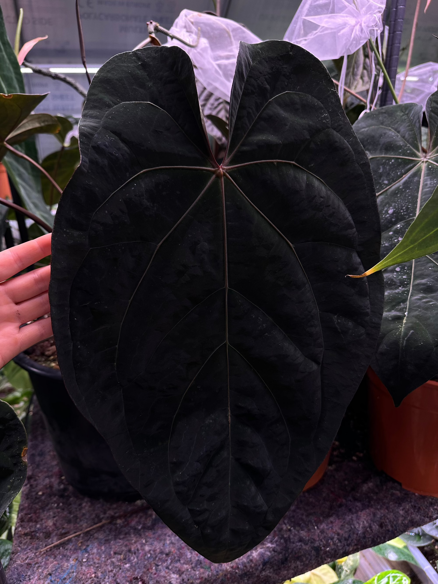 aos anthurium Anthurium Hot Chocolate AOS