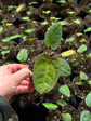 Anthurium Hot Chocolate x Dressleri