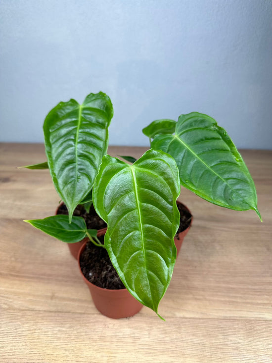 Anthurium Veitchii S