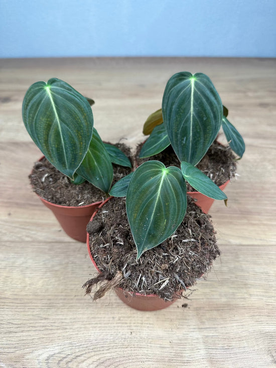 Philodendron Melanochrysum Baby