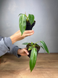 Philodendron Spiritus Sancti S