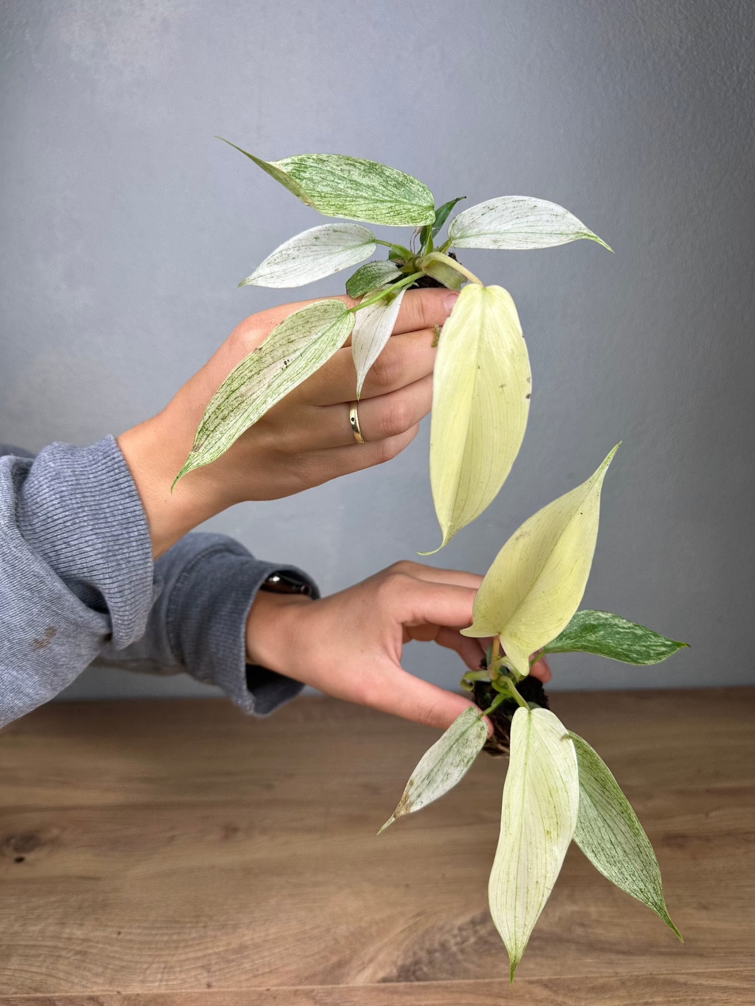 philodendron california ghost Philodendron Florida Ghost