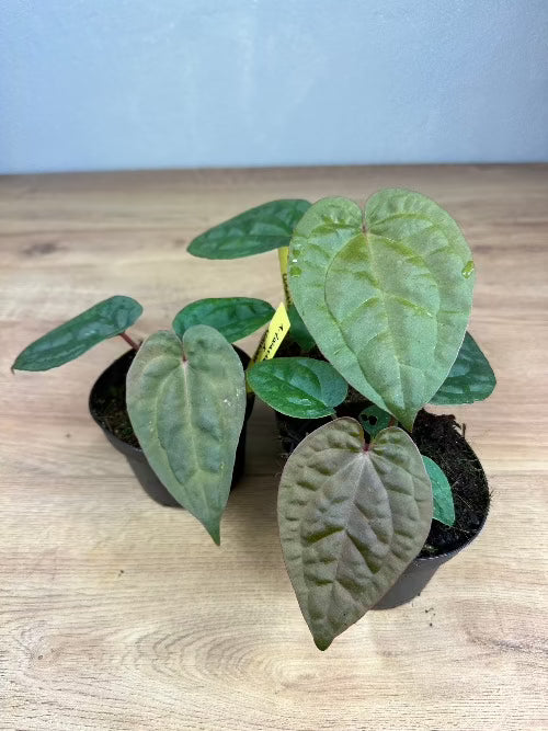 Anthurium (Zara x Michelle) x A. Luxurians No. 14