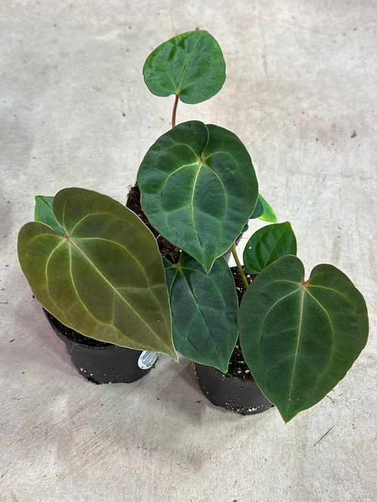 Anthurium Guna Yala x Besseae aff.