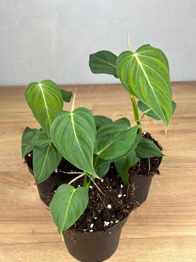 Philodendron Glorious S