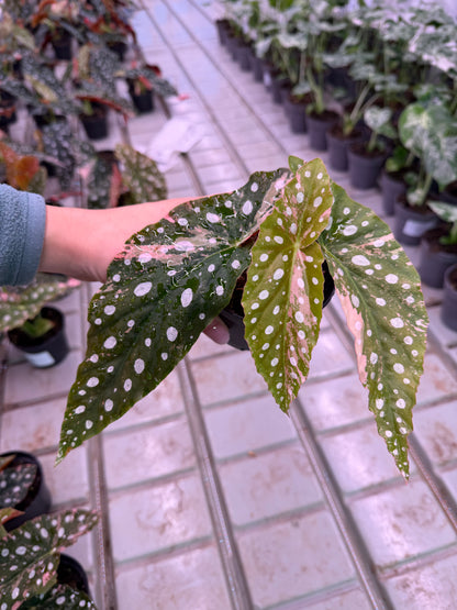 Begonia Maculata Pink Variegata