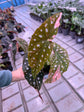 Begonia Maculata Pink Variegata