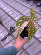 Begonia Maculata Pink Variegata