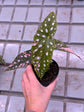 Begonia Maculata Pink Variegata