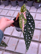 Begonia Maculata Pink Variegata