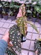 Begonia Maculata Pink Variegata
