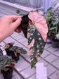 Begonia Maculata Pink Variegata
