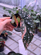 Begonia Maculata Pink Variegata