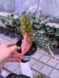 Begonia Maculata Pink Variegata