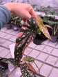 Begonia Maculata Pink Variegata