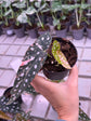 Begonia Maculata Pink Variegata