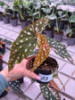 Begonia Maculata Pink Variegata