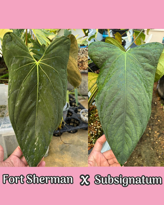 Anthurium Fort Sherman x Subsignatum