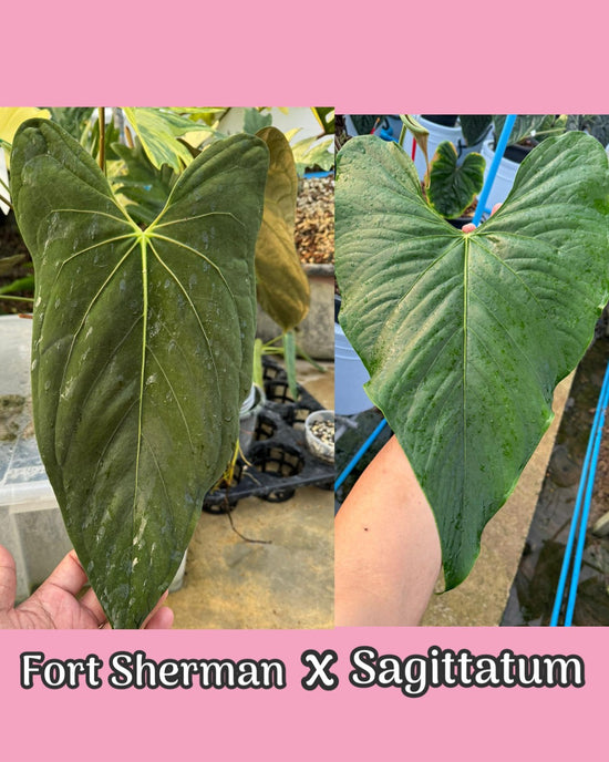 Anthurium Fort Sherman x Sagittatum