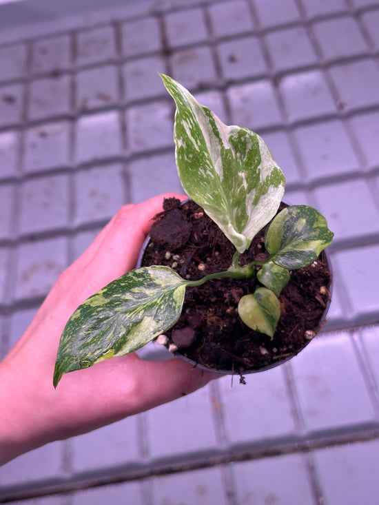 Monstera Deliciosa Electrolytes