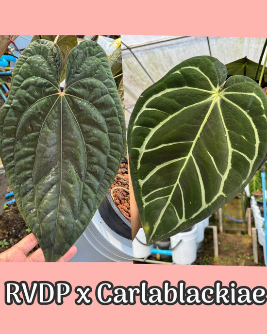 Anthurium RVDP x Carlablackiae
