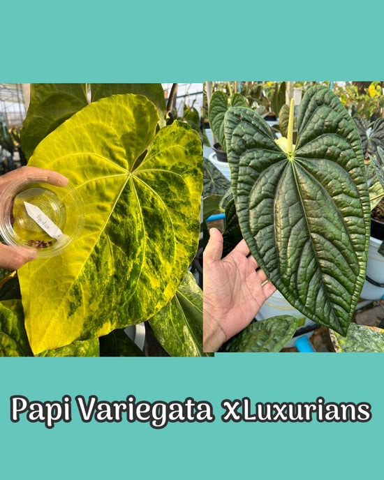 Anthurium Papilillaminum Variegata x Luxurians