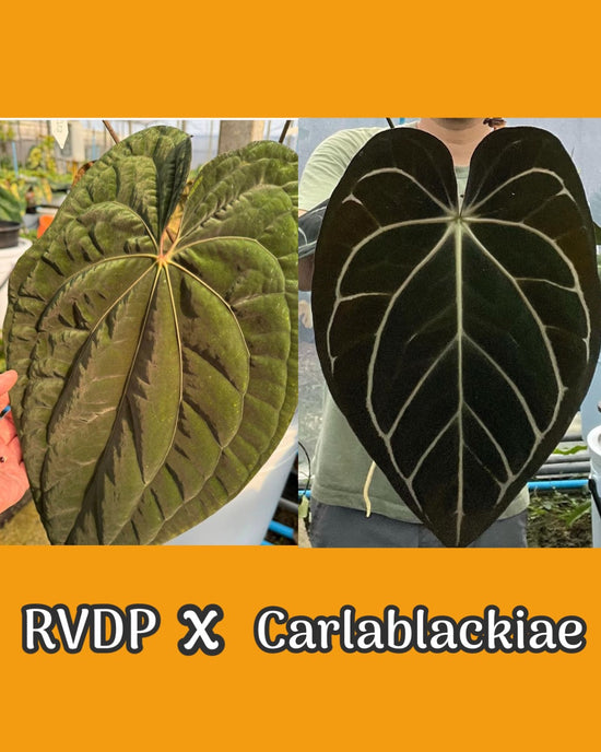 Anthurium RVDP x Carlablackiae