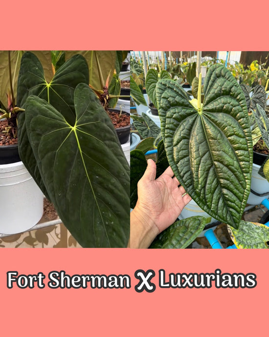 Anthurium Fort Sherman x Luxurians