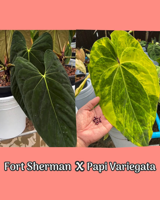 Anthurium Fort Sherman x Papillilaminum Variegata