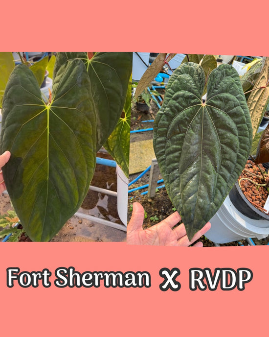 Anthurium Fort Sherman x RVDP