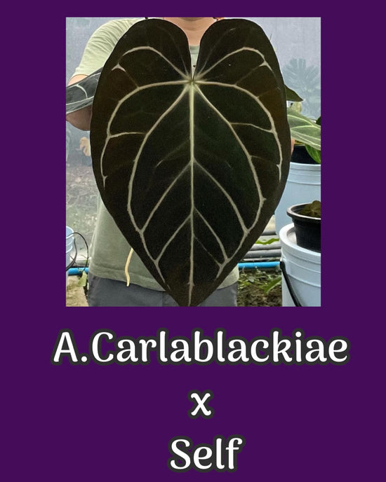 A.Carlablackiae x Self