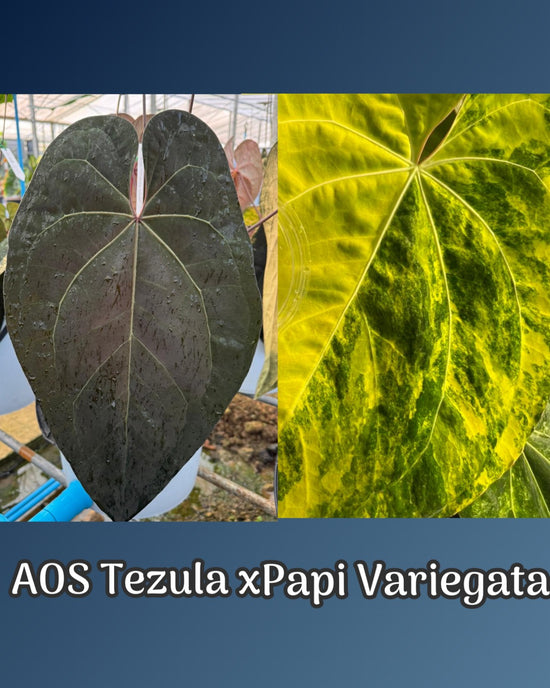 Anthurium AOS Tezula x Papillilaminum Variegata