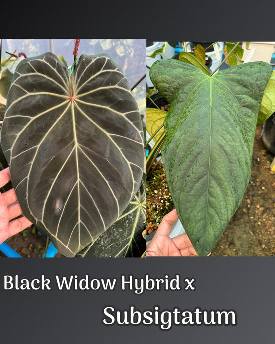 Anthurium Black Widow Hybrid x Subsigtatum