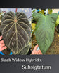 Anthurium Black Widow Hybrid x Subsigtatum
