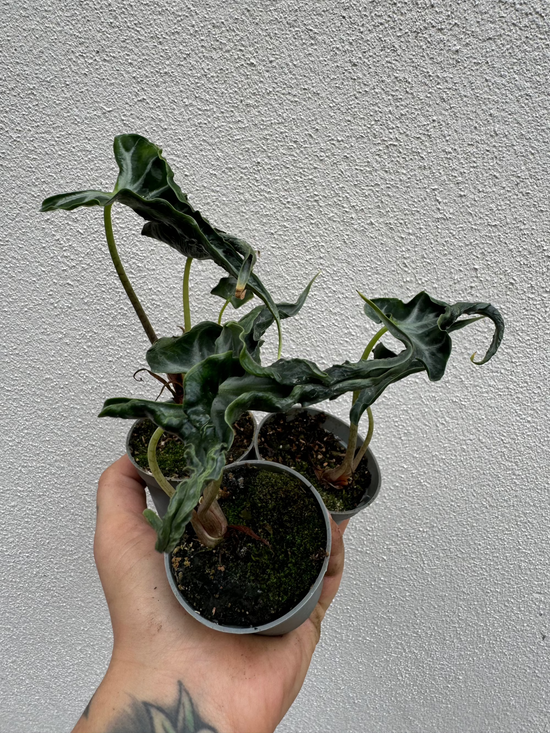 Alocasia Loco