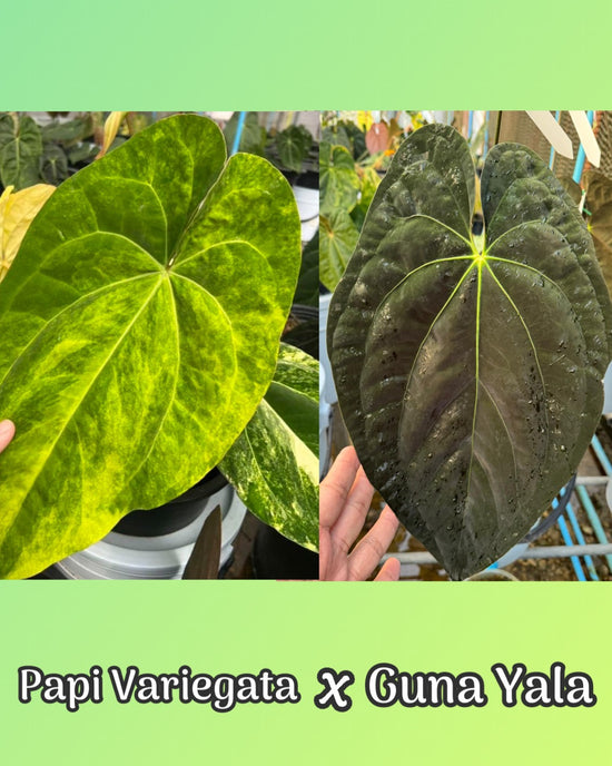 Anthurium Papilillaminum Variegated x Guna Yala