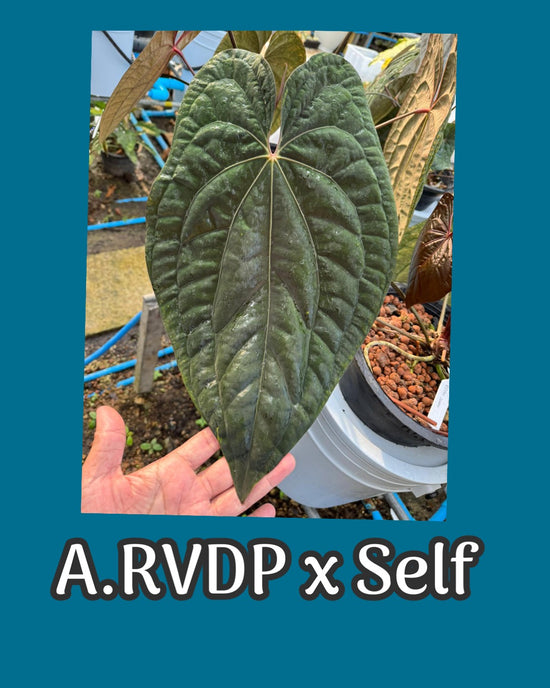 Anthurium RVDP x Self