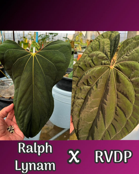 Anthurium Ralph Lynam x RVDP